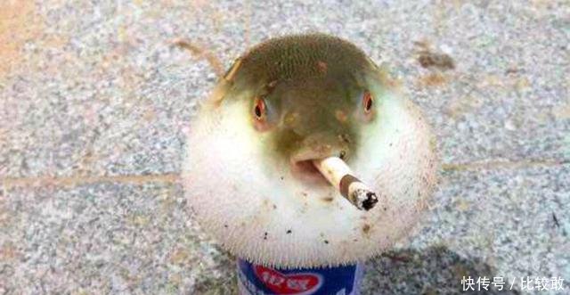 【误食】春天钓到这“三”种鱼,千万别误食鱼子,其中一种毒性最大!