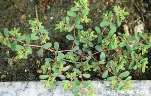 『人称』农地里,1种杂草奇特,枝条像“蜈蚣”,人称“千根草”,珍贵!