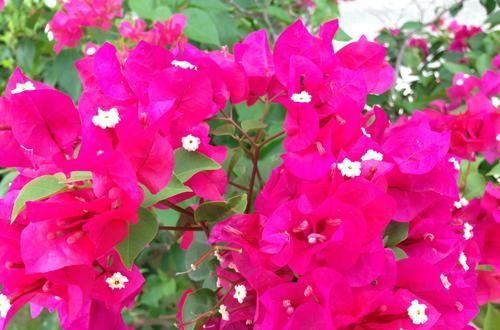 「植物」有一年四季都开的花吗?