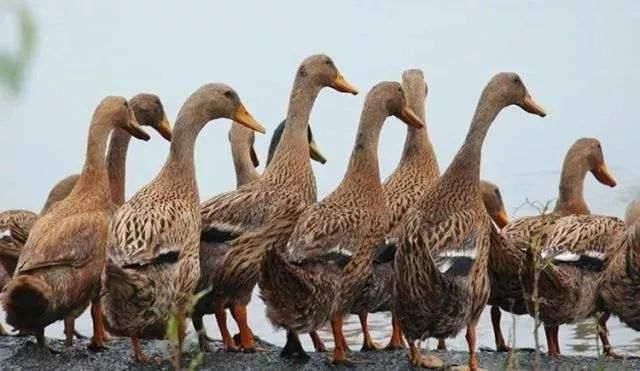  【告急】蝗灾告急，巴铁进入紧急状态，中国10万只麻鸭即将抵达战场