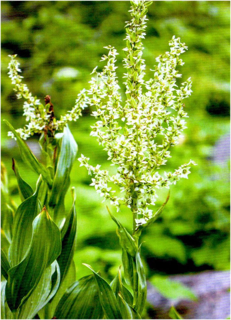  「毒门」植物界三大毒门世家