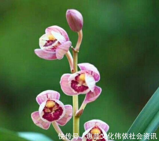  【生长期】兰花生长期停滞，或者生长缓慢，如何处理