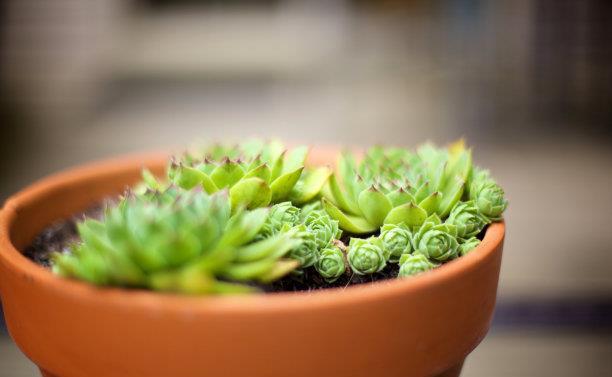 肉质植物■夏季养多肉,怕烂根、化水、落叶?做好一件事就行