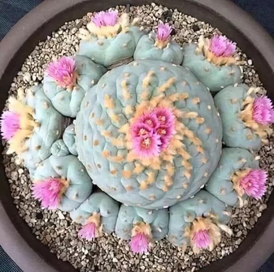  『开出的花』非常罕见的仙人掌，一起欣赏！