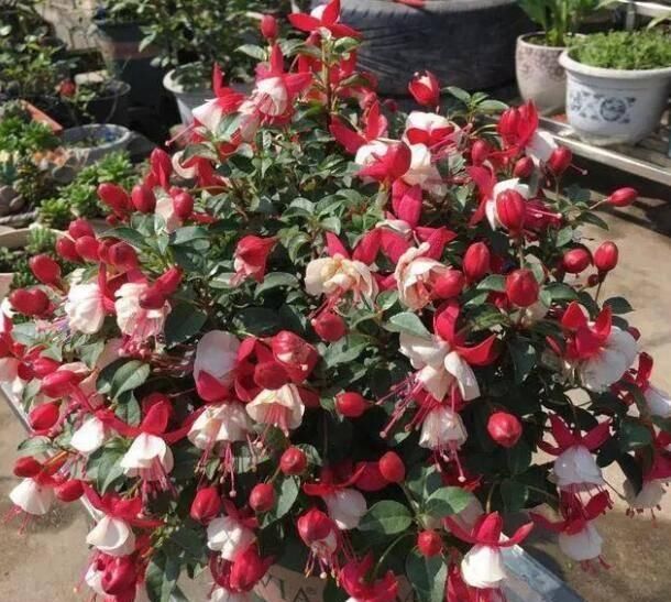 『枝条』开花像“灯笼”,独特又漂亮,四季开花,被称为最独特的阳台花