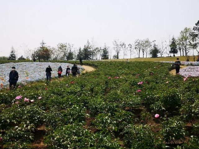 「旋律」接棒牡丹,芍药在辰山植物园奏响爱的旋律
