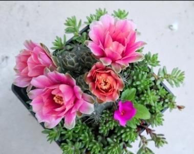  『绯花』绯花玉，越懒开花越爆盆，一个月不喝水，花色妖艳开满盆，美极了