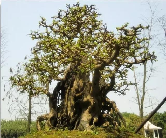 红牛盆景，牛气冲天！