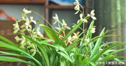 \"l1\": \"不要再送花束了,换个百搭的花盒吧\"这东西,人称“血草”,名字吓人却是一“宝”,野外遇见,请珍惜