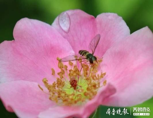  『山上』济南药山上，经历一场细雨的月季花娇艳欲滴