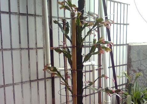  「兰更」一盆花，两种植物，嫁接后的蟹爪兰更高雅，掌握要点，你也是大神