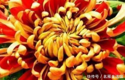  「养花」新手养花，不如养盆花中精品“万山红遍”，花姿卓越，美艳动人