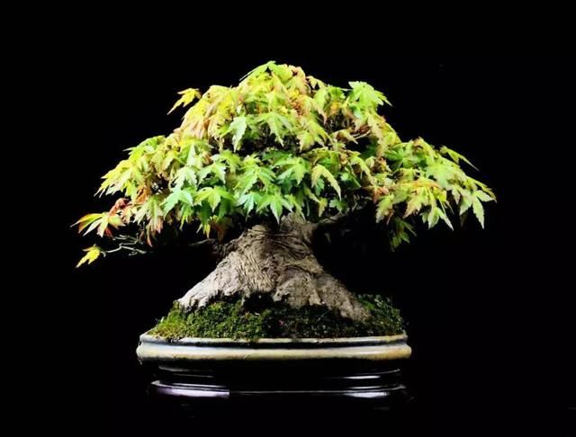 九款落叶树特别适合制作杂木类盆景，享受森林的乐趣!