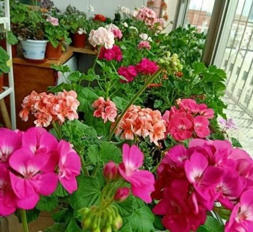  [倒挂金钟]新手就养3种花，好养易爆盆，10元两盆，全年开花不断！