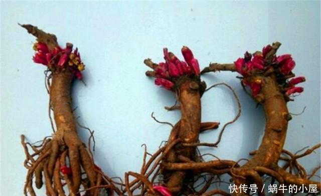  『不良商贩』花市逛“路边摊”，要警惕用“这种方式”卖花的，谁买谁后悔！