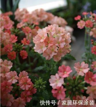『较高』喜欢养护花卉,就养护“五颜六色”的美女樱,花期长,开花量繁多