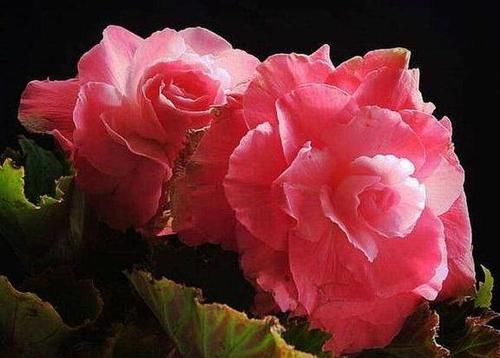  『夫妻海棠』最恩爱的草花，姿色不输牡丹、月季花，双双对对、天长地久一起开