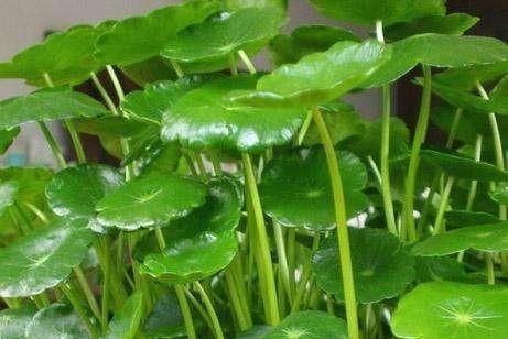【绿油油】一个玻璃瓶,放几根铜钱草,2个月长满瓶,叶子大又亮,养眼清新
