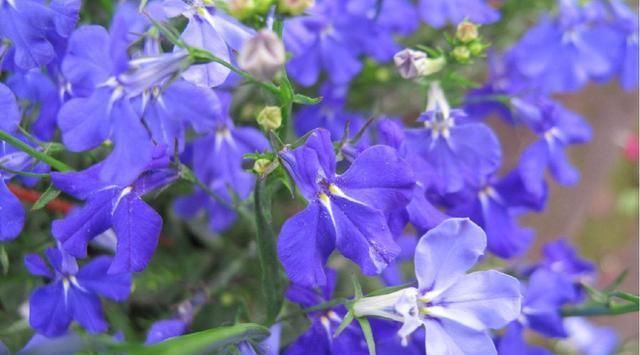  『养盆』喜欢养花，不如养盆 六倍利花朵虽然小巧但是非常的壮观。