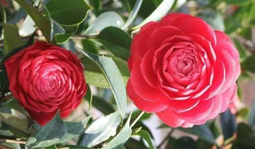  【花色】此花花色艳丽多样，花期长，花量大，花朵硕大，美丽无比