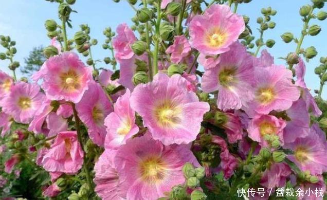  『简直』夏季最爱爆盆花草，越晒越爆盆，开花多又好养，简直美翻了