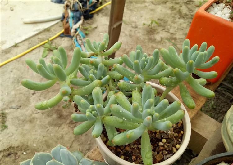  #成老桩#徒长的多肉颜值狂增, 只用了这1招!