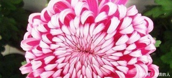  『稀有』比起喜欢菊花，最好培养稀有品种“粉红色菊花”。美丽温柔的害羞