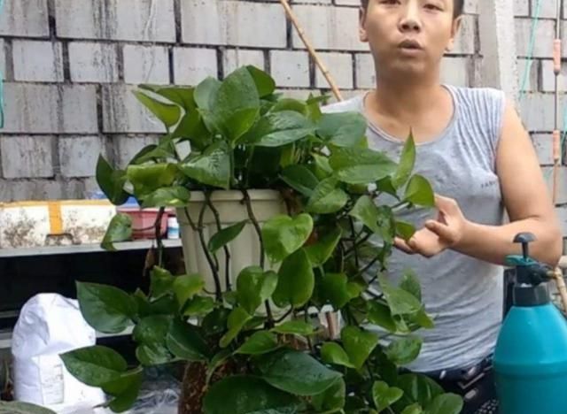 #绿萝#绿萝又黄叶,有经验的人会这么做,操作简单,叶子瞬间变碧绿肥实