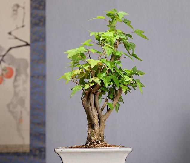 欣赏老丈人的盆景，造型艺术气息浓厚，具有非常好的观赏性