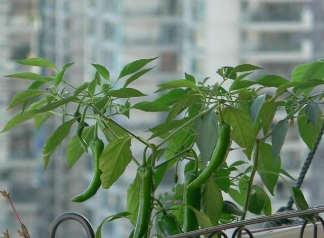 【种植】阳台上种植辣椒，开花的时候美，吃的时候爽