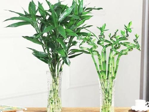 「小知识」不只人爱吃醋,连植物也爱吃醋,学会用醋养植物,植物绿油油!