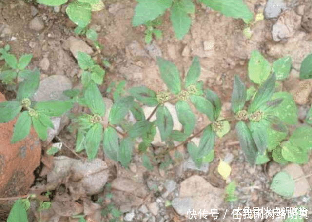  皮肤|农村路边一种野草，广西人用它治一切皮肤湿毒，脚癣泡一泡