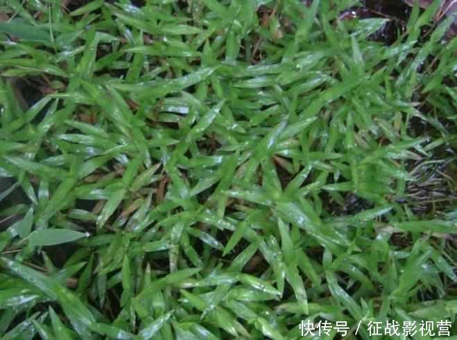  #药草#田边这种“瓜子草”，以前农民见1株拔1株，如今知道能卖