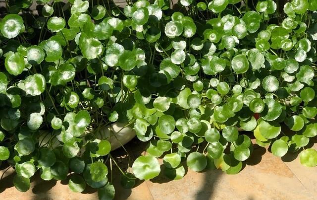 [家里]三月, 家里的植物