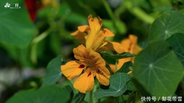  [泡茶]花朵好看叶子能吃，既能做沙拉又能泡茶，清热解毒能治肺炎