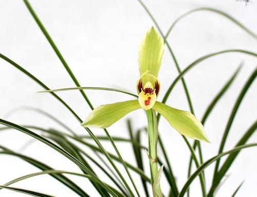  #些花草#十日谈 | 春天养花草