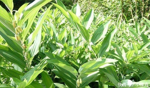 这种药材，市场很少见，农村种植，一亩可赚5万左右！