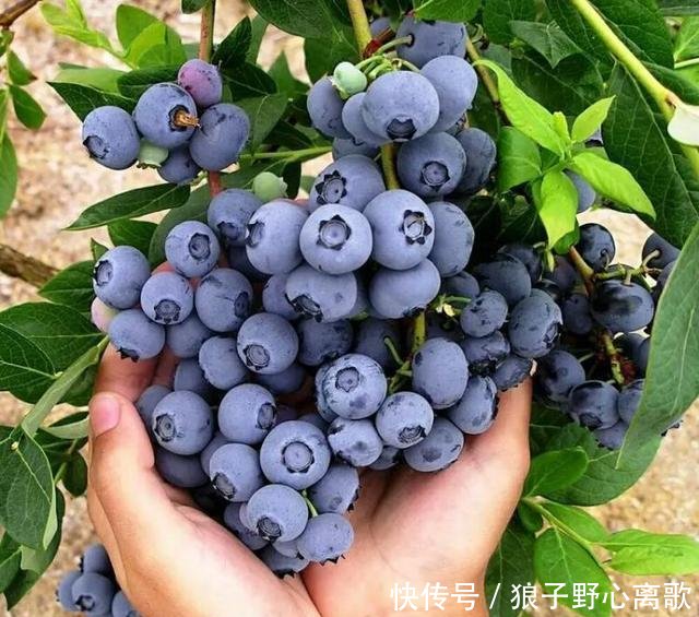 『蓝莓』阳台种蓝莓,几个小绝招,一串花一串果,一盆一百多