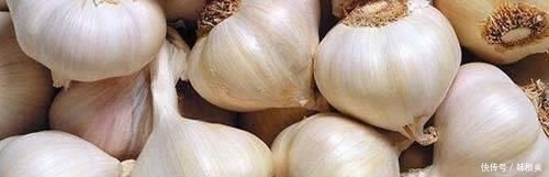 杂鱼|廉价又实用的鲤鱼配方,简单易懂制作方便,还能有效避开小杂鱼