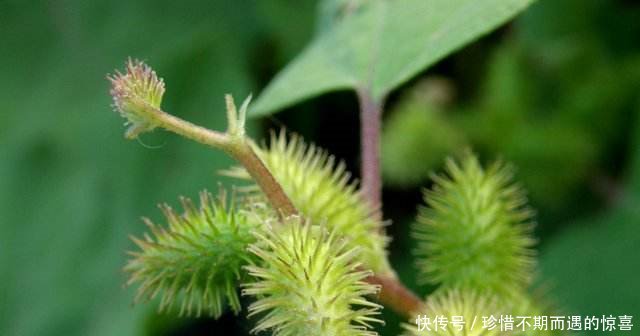 农村这种野草，果实长满刺，农村娃拿它当玩具，却不知它价值珍贵