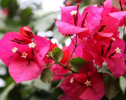  绿萝：这几款植物，层层交叠，长得比绿萝快，花大色艳，一年四季都开花