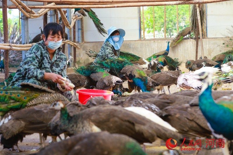  养殖|河南光山: 养殖蓝孔雀富乡亲