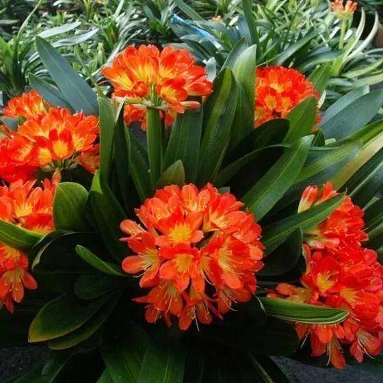  #舍得#养花也是技术活，养君子兰你要“舍得”，给它砍一刀，来年长满盆