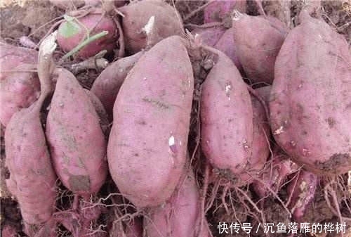 『方法』本地使用红薯为饵的方法,分享给各位钓鱼人