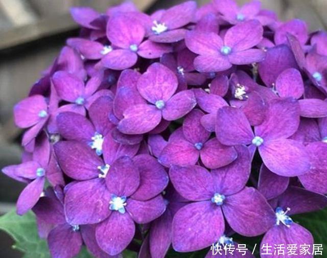  开爆|这3种花，堪称“开花机器”，学会几个“技巧”，一养就开爆盆