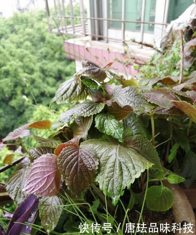 花盆@春天来了,酸咪草都开了,紫苏都种活了!