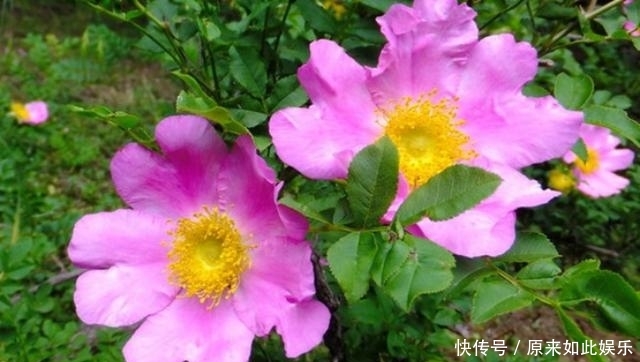  『缫丝』缫丝花是什么？现在开花正当时！一起来瞧瞧吧！
