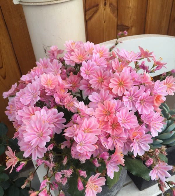 『低矮』欧美很流行的盆栽花,植株低矮花期长,花叶俱美,还很好养!