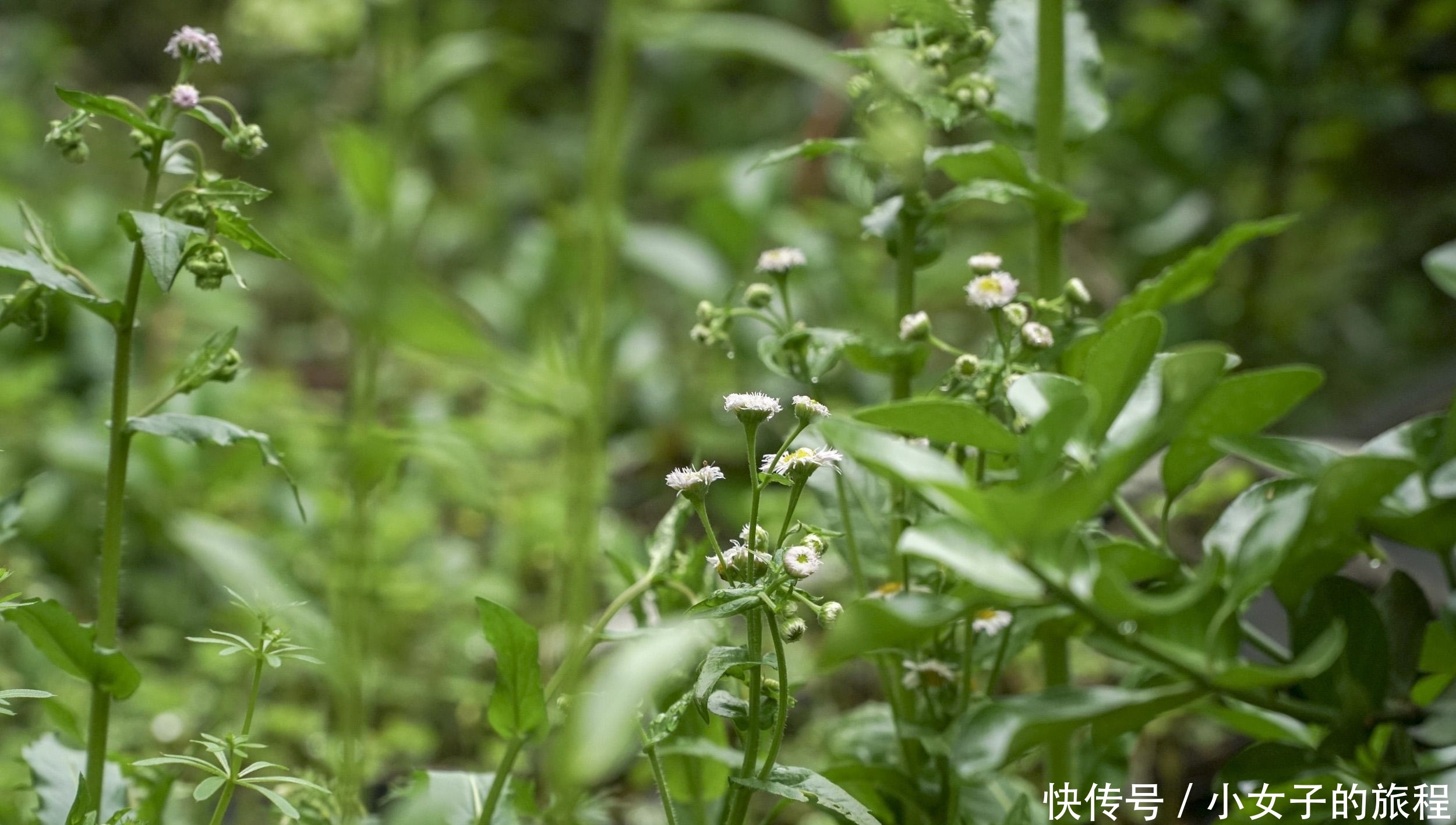 『公英的种子』庭院植物之蒲公英,我童年记忆里的小玩具