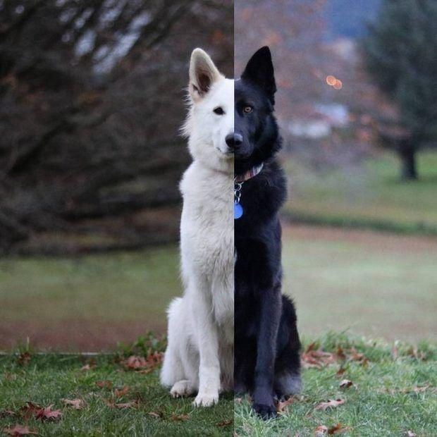  「婚纱照」「黑白牧羊犬」的婚纱照萌化你的心！